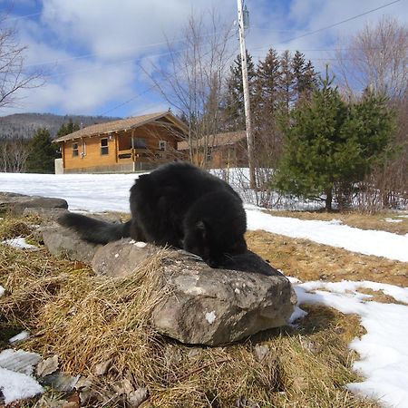 Cajun Cedar Log Cottages Margaree Forks Exterior photo